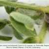 polyommatus cyaneus yurinekrutenko larva4c
